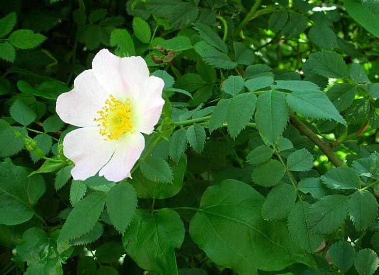 Rosa canina / Rosa selvatica comune